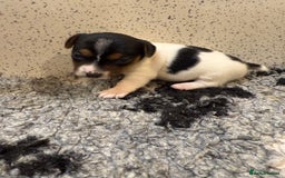 Jack Russell dogs for sale: Jack Russell puppies  - Image 3