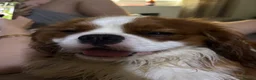 Cavalier King Charles Spaniel dogs for sale: Buddy - Advert 3