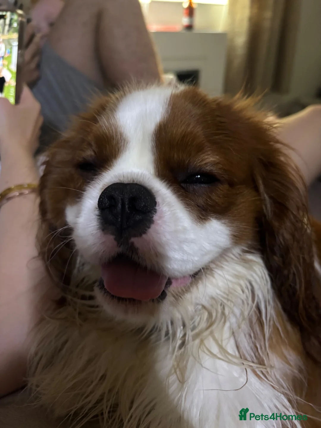 Cavalier King Charles Spaniel dogs for sale: Buddy - Advert 3