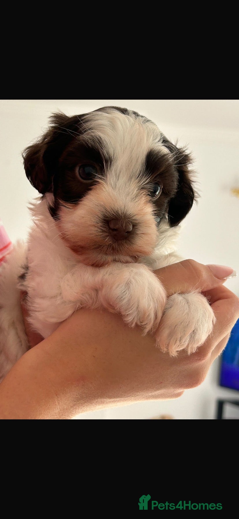Havanese dogs 🩷BEAUTIFUL HAVENESE PUPPY’S🩵 - Advert 1