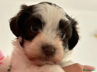 Havanese dogs 🩷BEAUTIFUL HAVENESE PUPPY’S🩵 - Advert 1