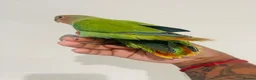 Lovebirds birds for sale: Hand reared lovebirds for sale  - Advert 16