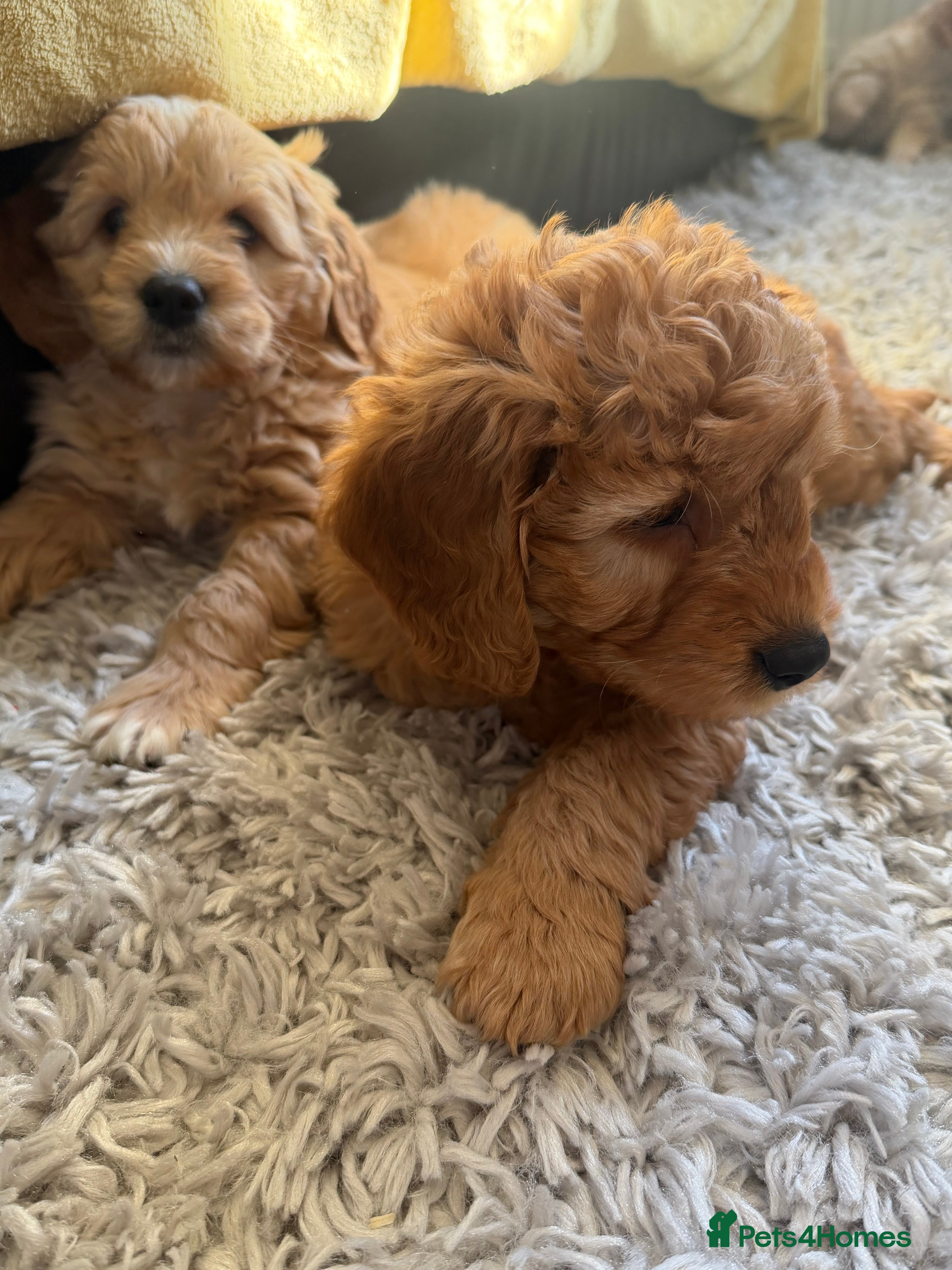 Mini Goldendoodle dogs Ready now Lovely Golden doodle puppies ready now  - Advert 8