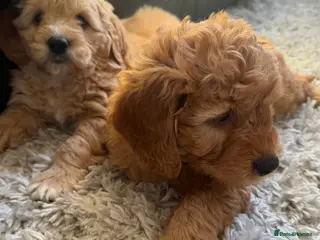 Mini Goldendoodle dogs Ready now Lovely Golden doodle puppies ready now - Advert 8