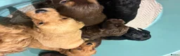 Cockapoo dogs for sale: Gorgeous cockatoo puppies  - Advert 6