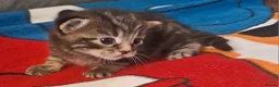 Mixed Breed cats for sale: Gorgeous boy kittens  in Leeds - Advert 6