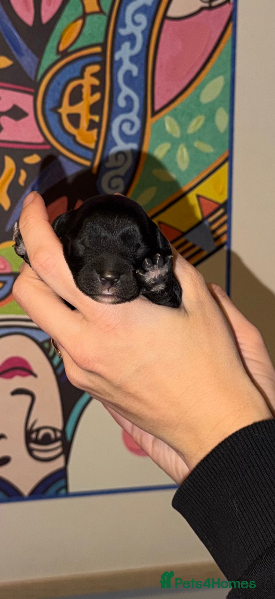 Cavapoo dogs for sale: 🐶 Beautiful Cavapoo Puppies – Ready 3rd March - Advert 6