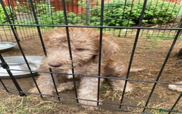 Bedlington Terrier dogs for sale: Bedlington Terrier puppies for sale in Hertford - Image 22