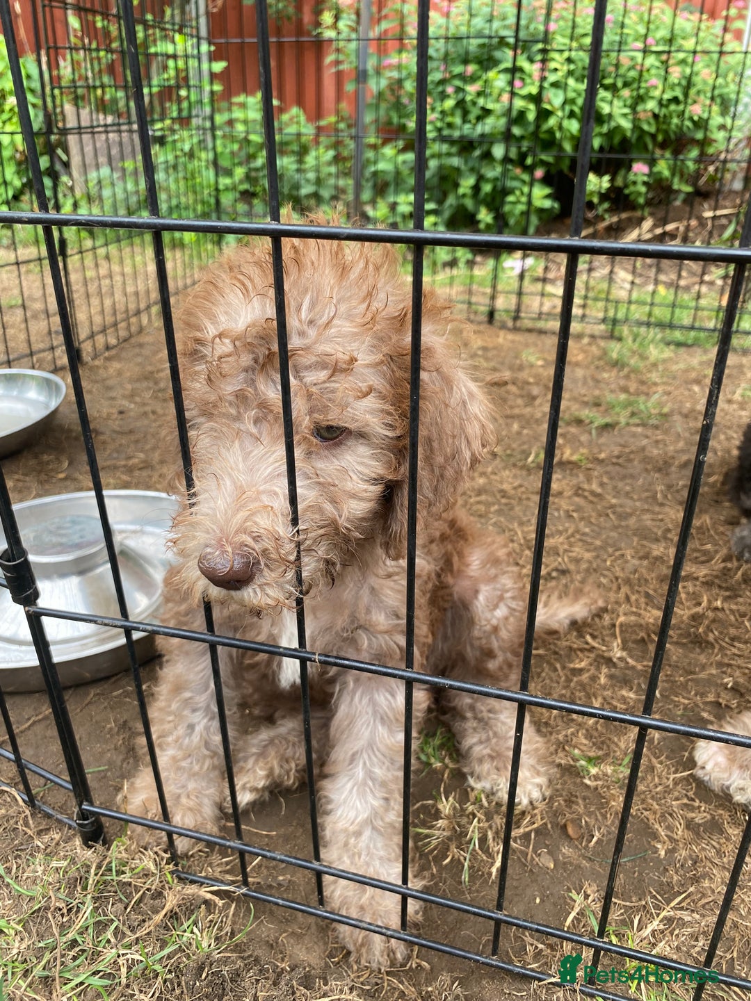 Bedlington Terrier dogs for sale: Bedlington Terrier puppies for sale in Hertford - Image 22