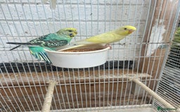 Budgerigars birds for sale: Budgies need gone  - Image 2