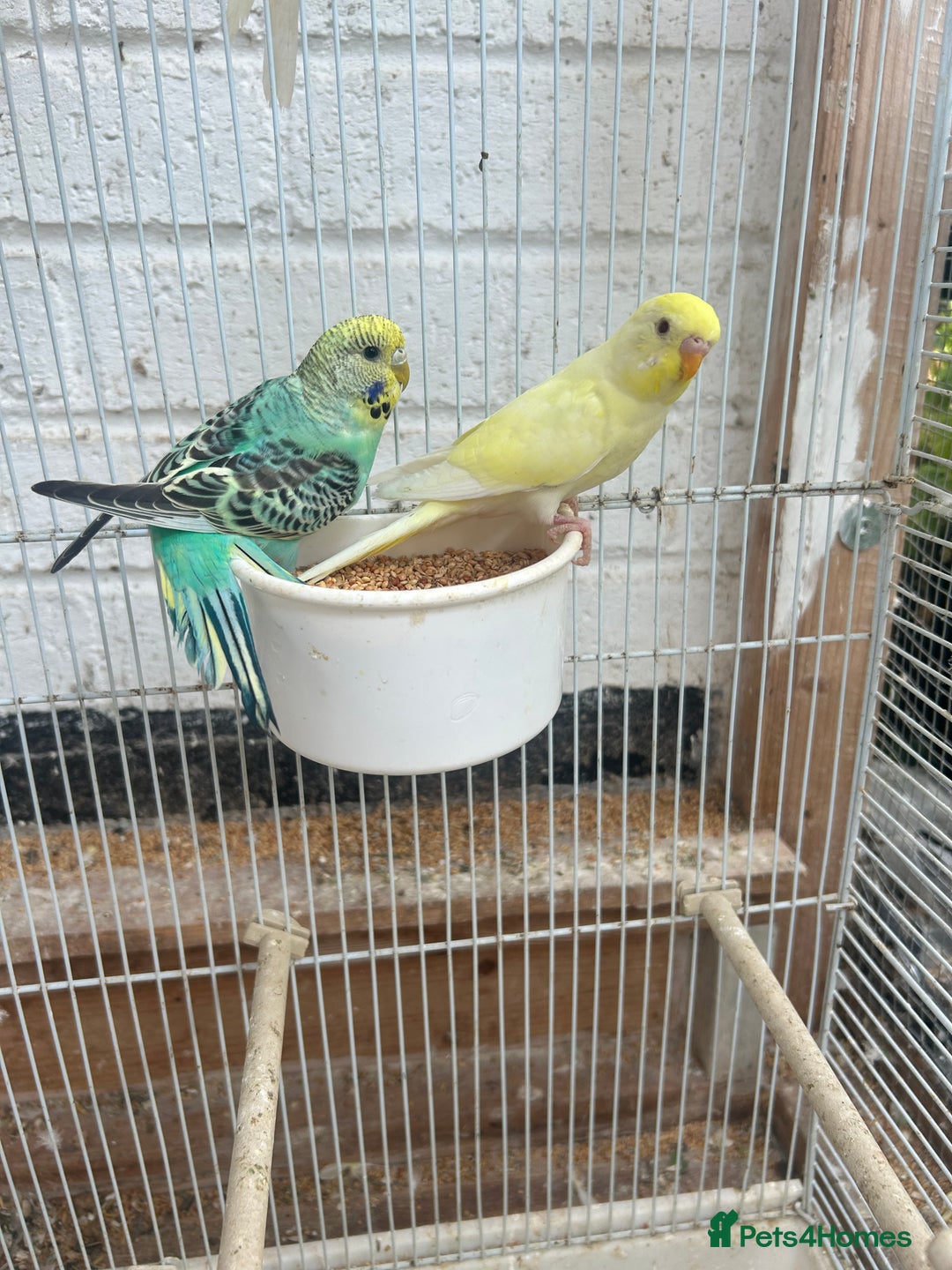 Budgerigars birds for sale: Budgies need gone  - Image 2