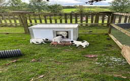 Jack Russell dogs for sale: 3 Lovely jack Russel girls - Image 11