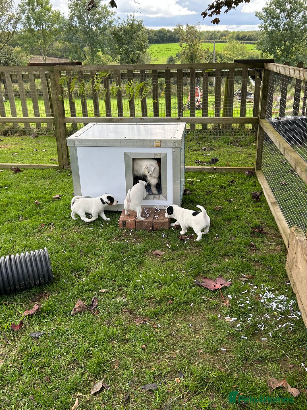 Jack Russell dogs for sale: 3 Lovely jack Russel girls - Image 11