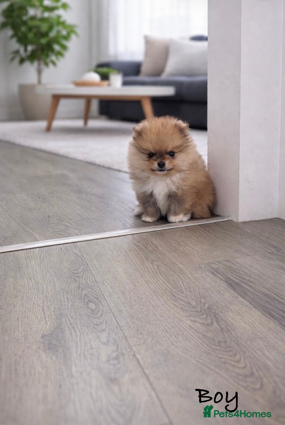 Pomeranian dogs Top Quality 🐻 Teddy Faced  - Advert 7