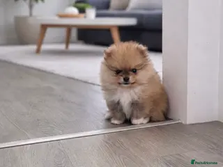 Pomeranian dogs Top Quality 🐻 Teddy Faced - Advert 7