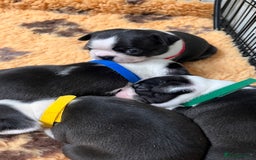 Boston Terrier dogs for sale: Beautiful Boston Boys Ready for Forever Homes - Image 9