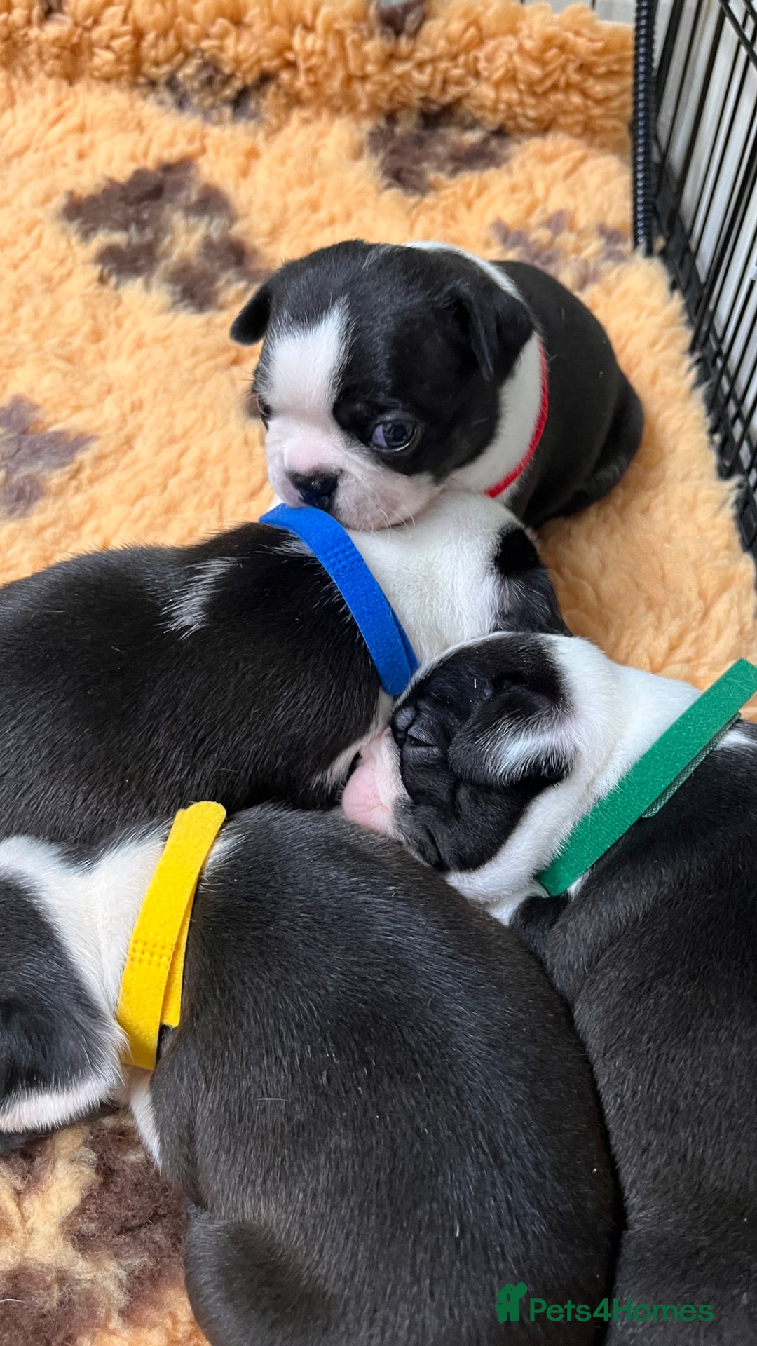 Boston Terrier dogs for sale: Beautiful Boston Boys Ready for Forever Homes - Image 9