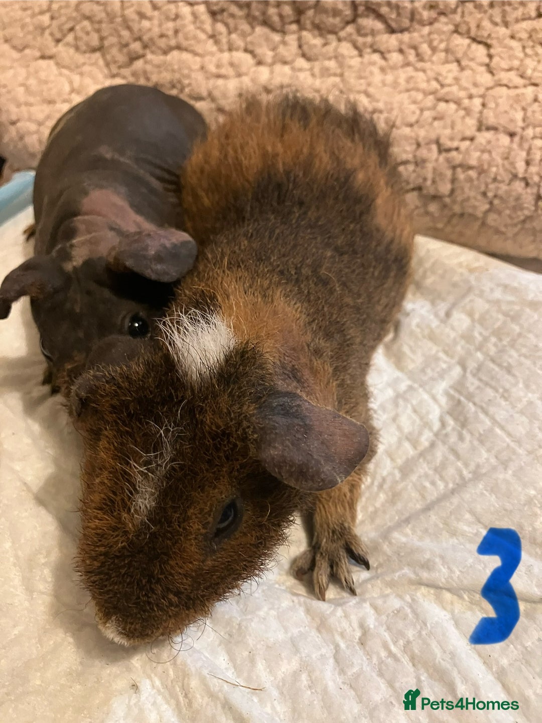 Guinea Pig rodents for sale: Well handled skinny pigs.  - Advert 13