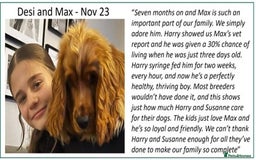 Cocker Spaniel dogs for sale: Stunning Show Cockers-Health Checked,KC Registered - Image 17
