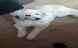 Mixed Breed dogs for adoption: Meet VICTOR - a superb big boy, for a Loving Home - Image 1