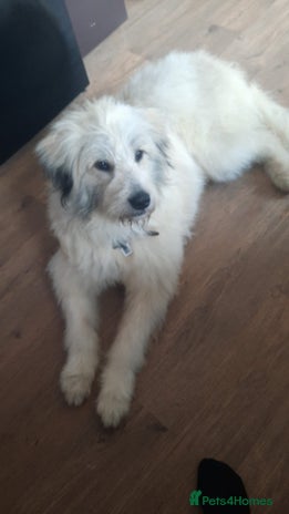 Meet VICTOR - a superb big boy, for a Loving Home