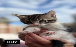 Domestic Shorthair cats for sale: 5 Beautiful kittens ready to leave  - Image 2