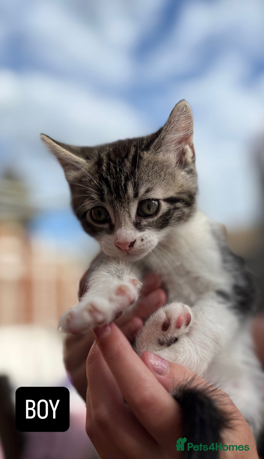 Domestic Shorthair cats for sale: 5 Beautiful kittens ready to leave  - Image 2