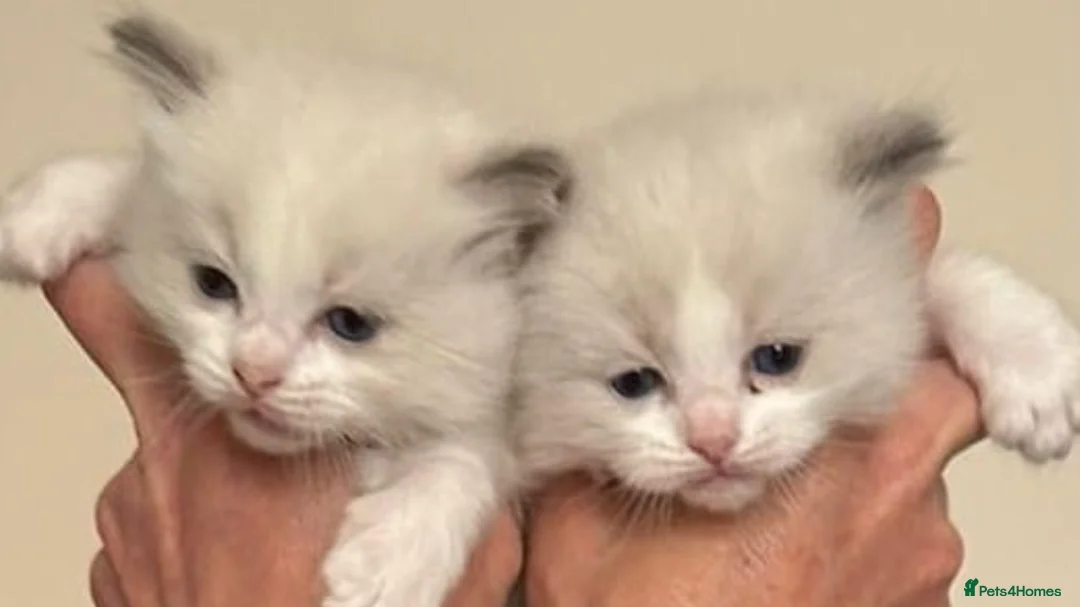 Ragdoll cats for stud: Ragdoll🏆Champion Bloodline 5GEN-Pedigree GCCF🌟💎 in Solihull - Advert 10