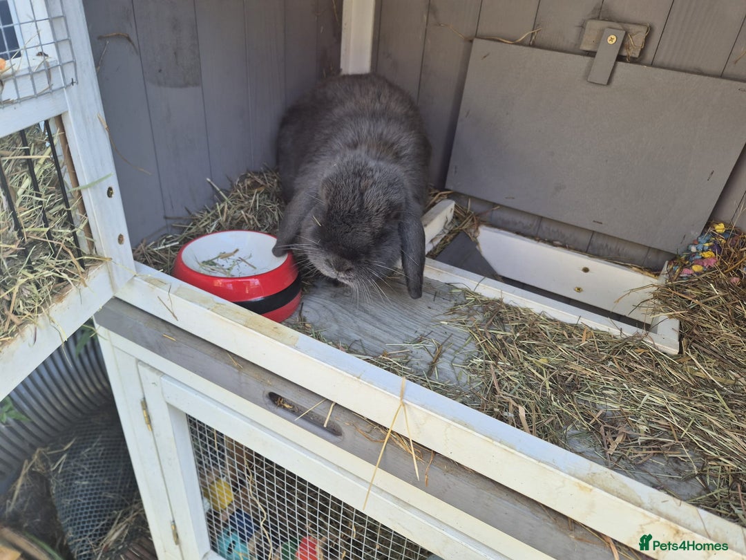 Mini Lop rabbits for sale: Brother and sister mini lops  - Image 2