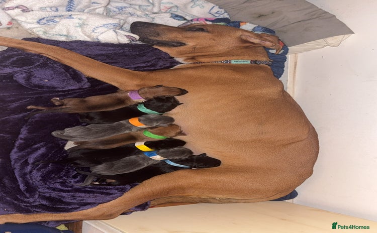 Mixed Breed birds German shepherd x cane corso pups!  - Advert 5