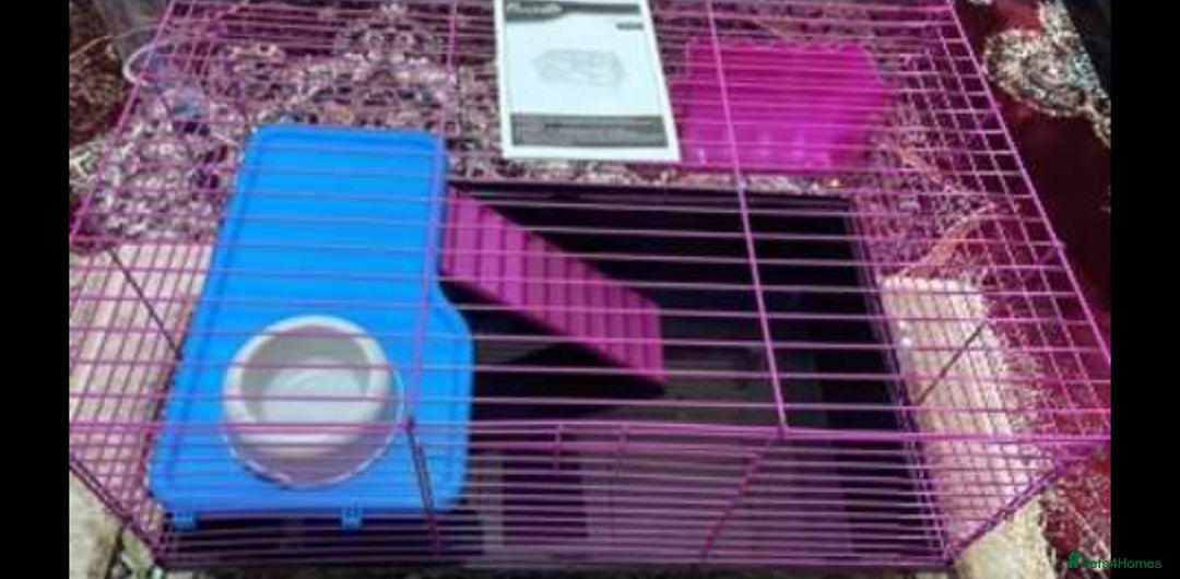 Lovebirds birds for sale: Hamster/guinea pig cage never used  - Image 1