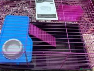 Lovebirds birds - Advert 15