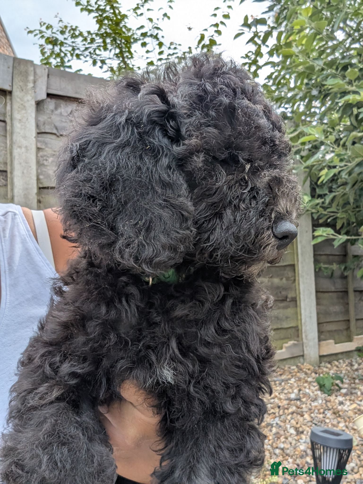 Cockapoo dogs Reduced price Cockapoo pups - Advert 2