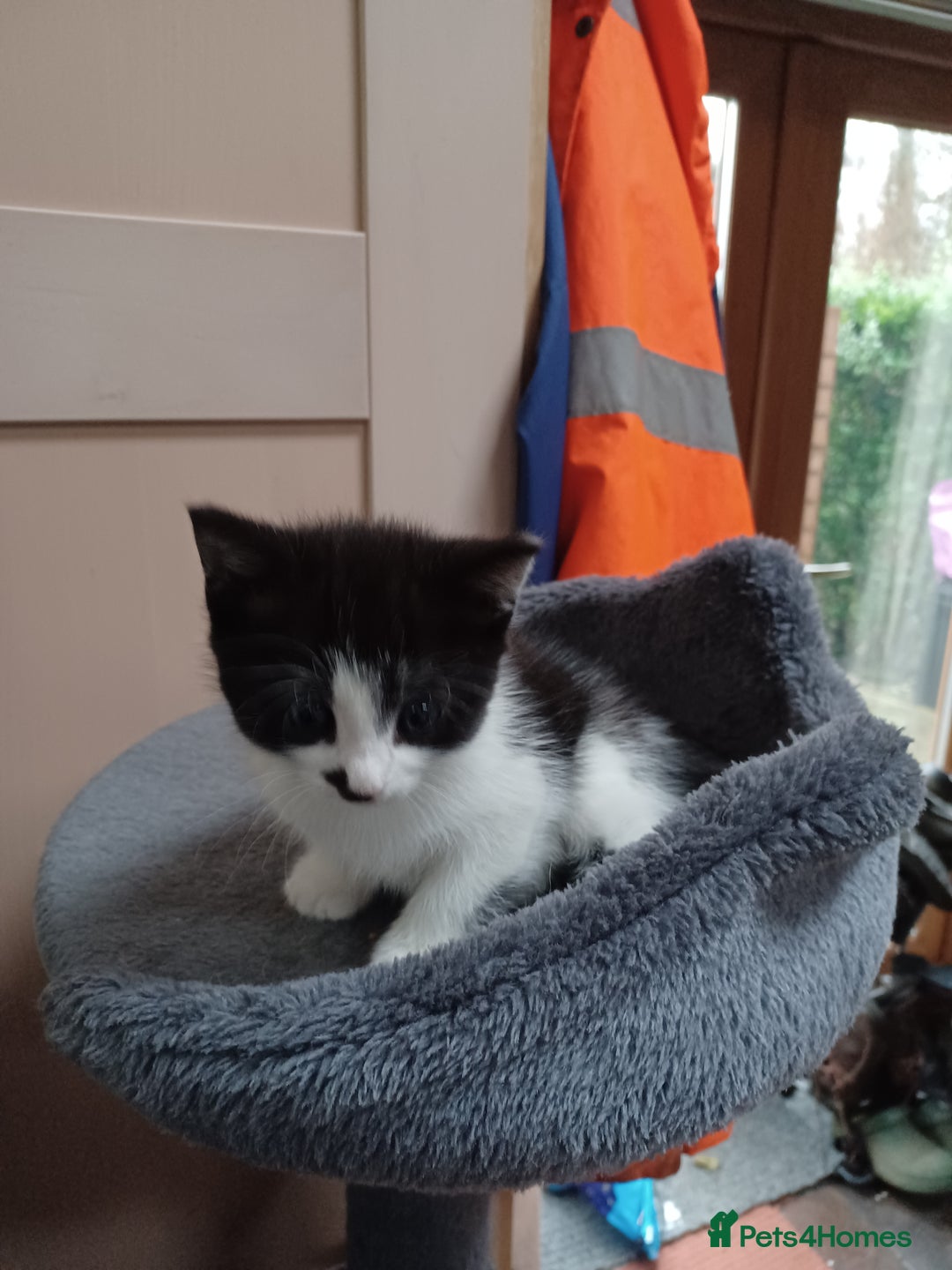 Mixed Breed cats for sale: Adorable cuddly kittens - Advert 17