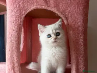 British Shorthair cats VACCINATED READY FOR NEW HOME !!!! - Advert 17