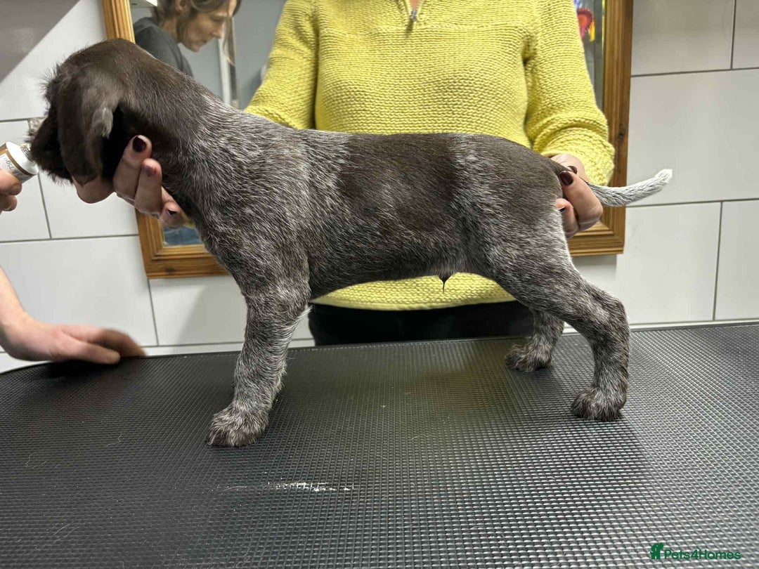 German Wirehaired Pointer dogs for sale: Stunning litter of German Wirehaired Pointers  - Advert 22