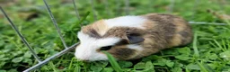 Guinea Pig rodents for sale: California x male 6m and baby boy - Advert 5
