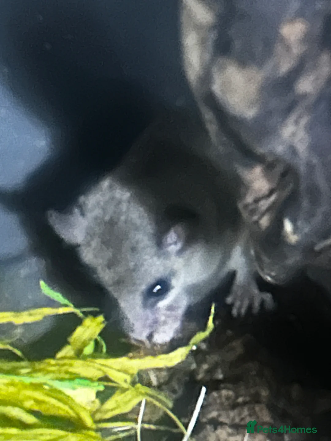 Mouse rodents for sale: 5 African Pygmy dormice  - Advert 1