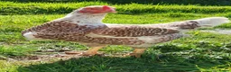 Chickens poultry for sale: Pure breed Indian game large fowl - Advert 1