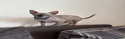 Sphynx cats for sale: Gabby  in Ipswich - Advert 2