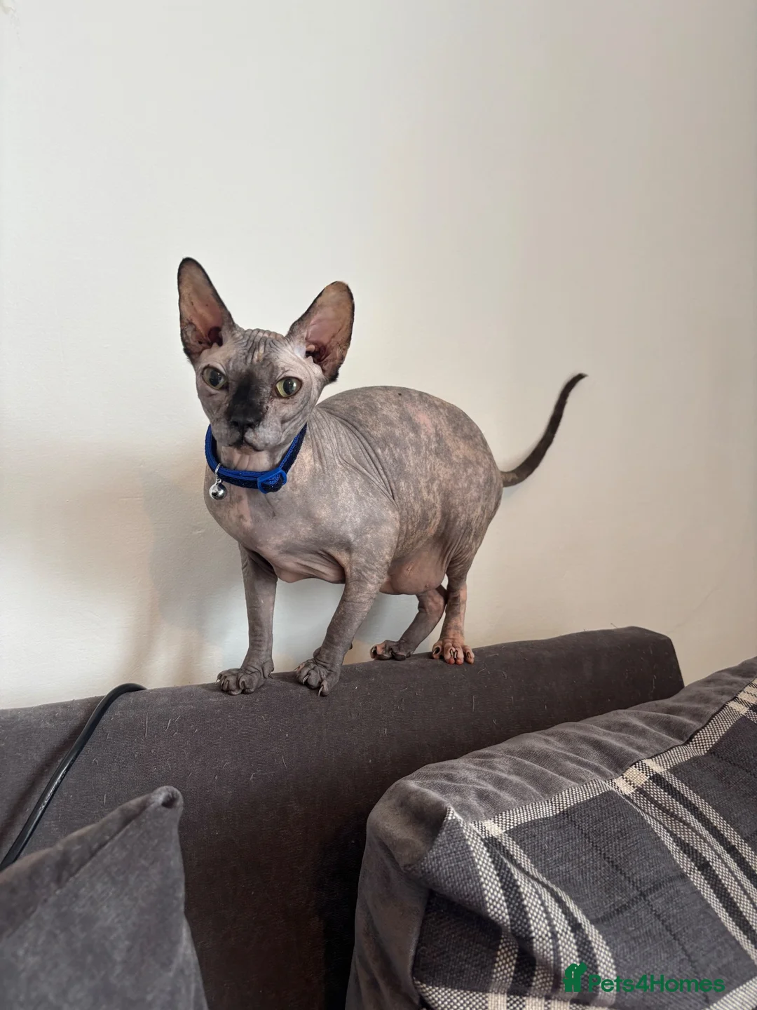 Sphynx cats for sale: Gabby  in Ipswich - Advert 2