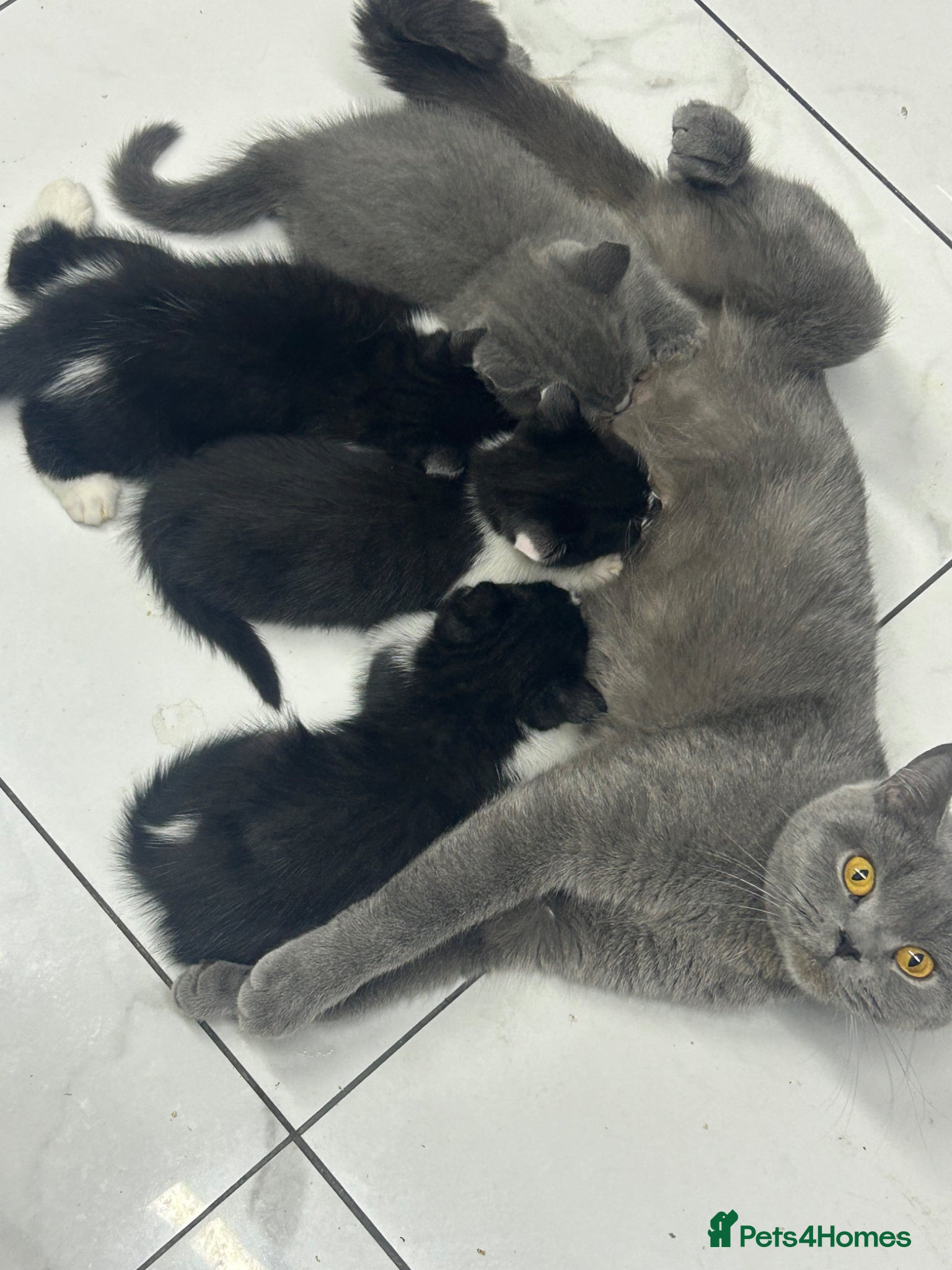 Mixed Breed cats Half Russian blu - Advert 1