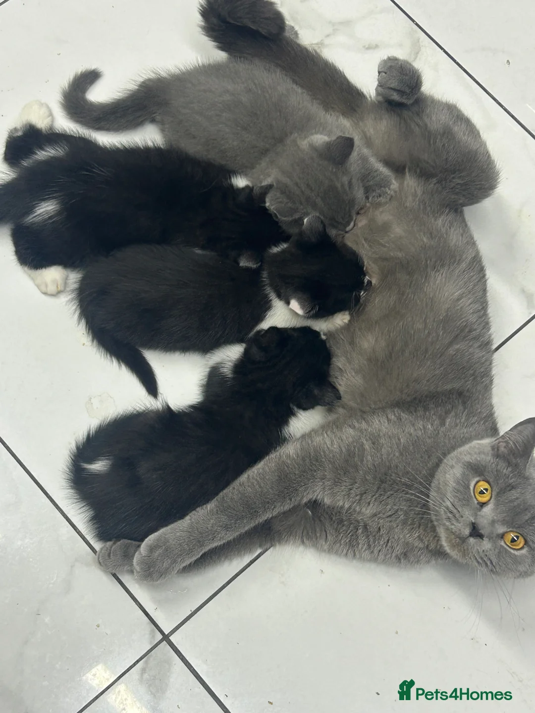 Mixed Breed cats for sale: Half Russian blu - Advert 1