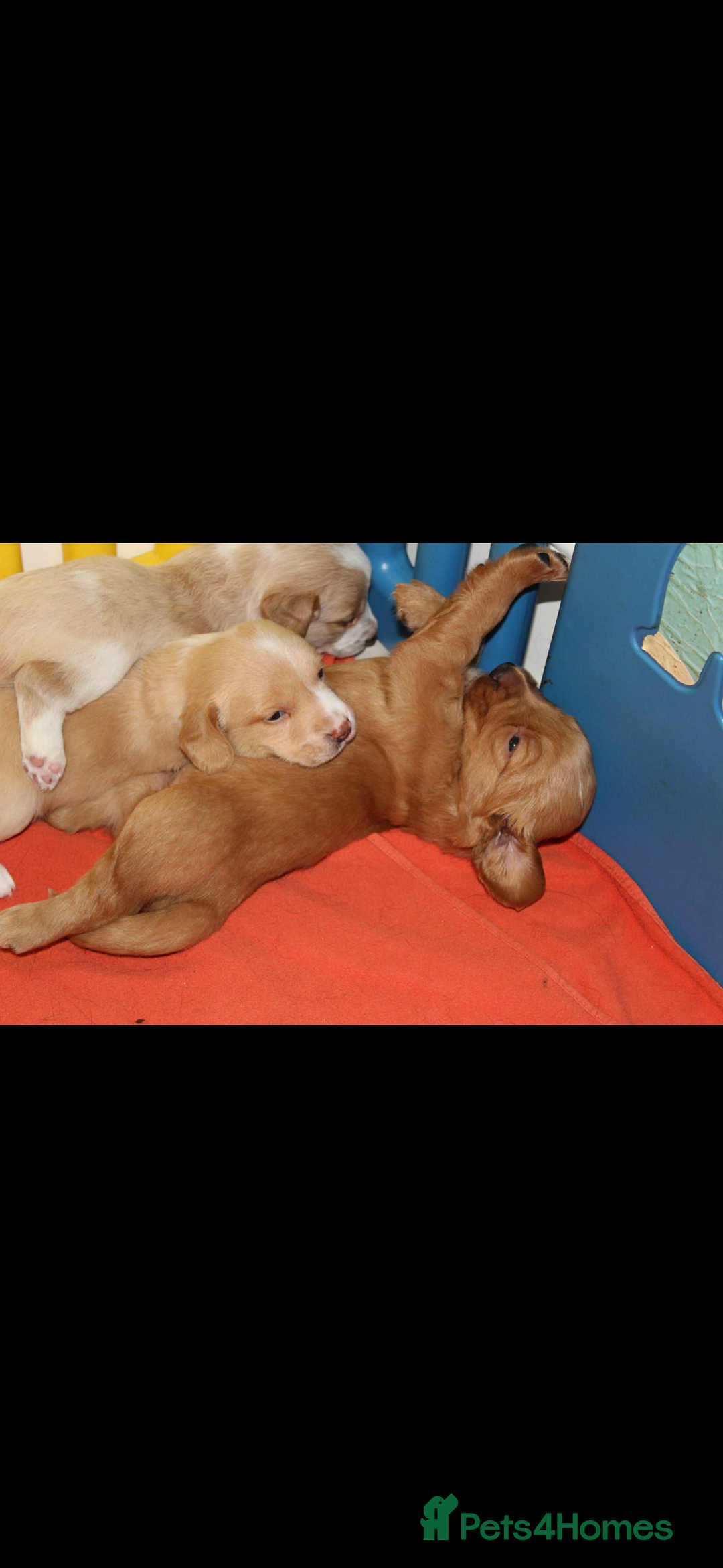 Cockerdor dogs for sale: Lovely Cockerdor puppies for sale  - Advert 18
