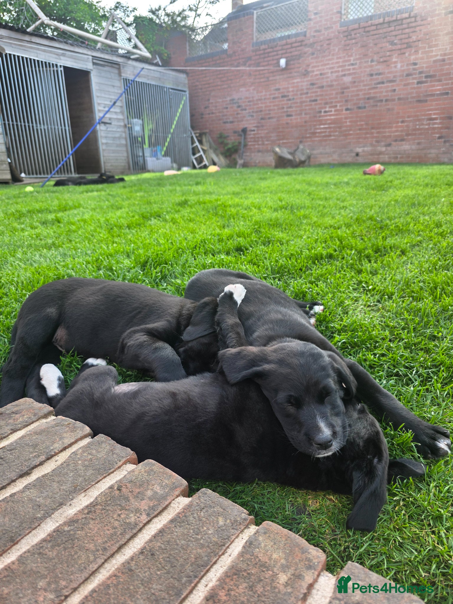 Labrador Retriever dogs Labrador cross Bernese  - Advert 1
