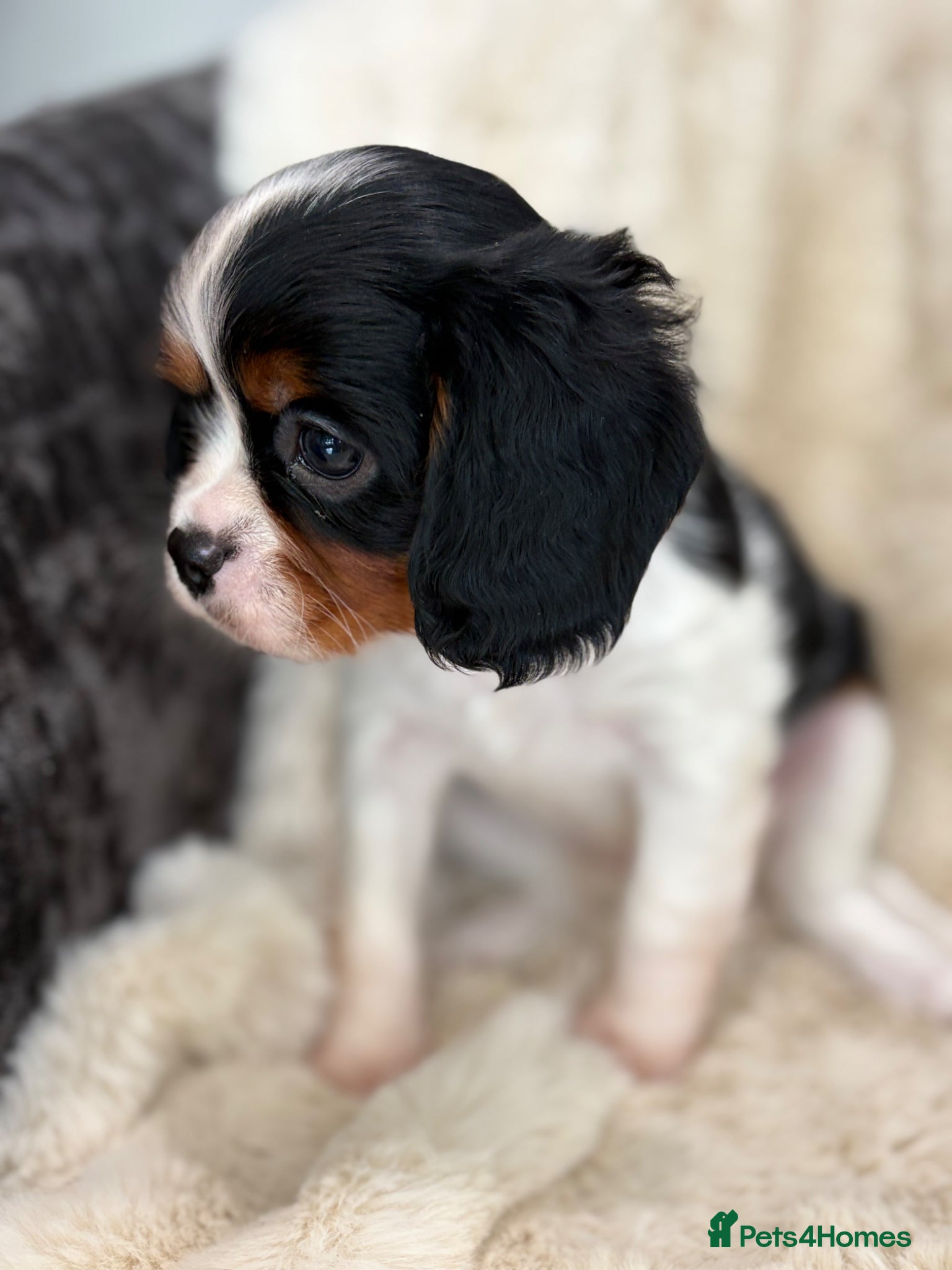 Cavalier King Charles Spaniel dogs Health tested cavalier pups  - Advert 1