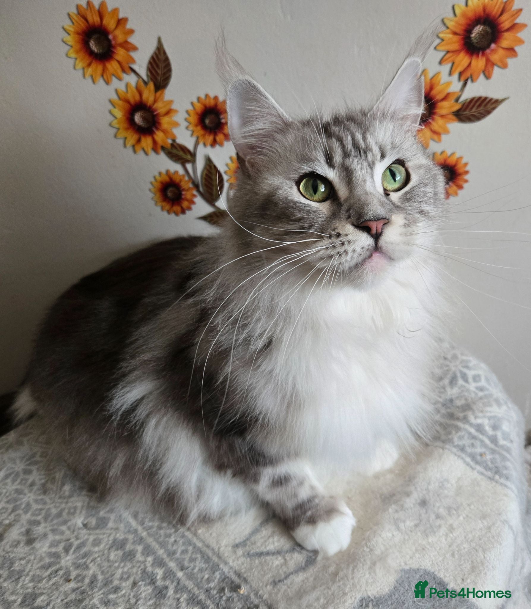 Maine Coon cats Silver tabby with white Maine Coon - Advert 2