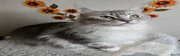 Maine Coon cats for sale: Silver tabby with white Maine Coon - Advert 2
