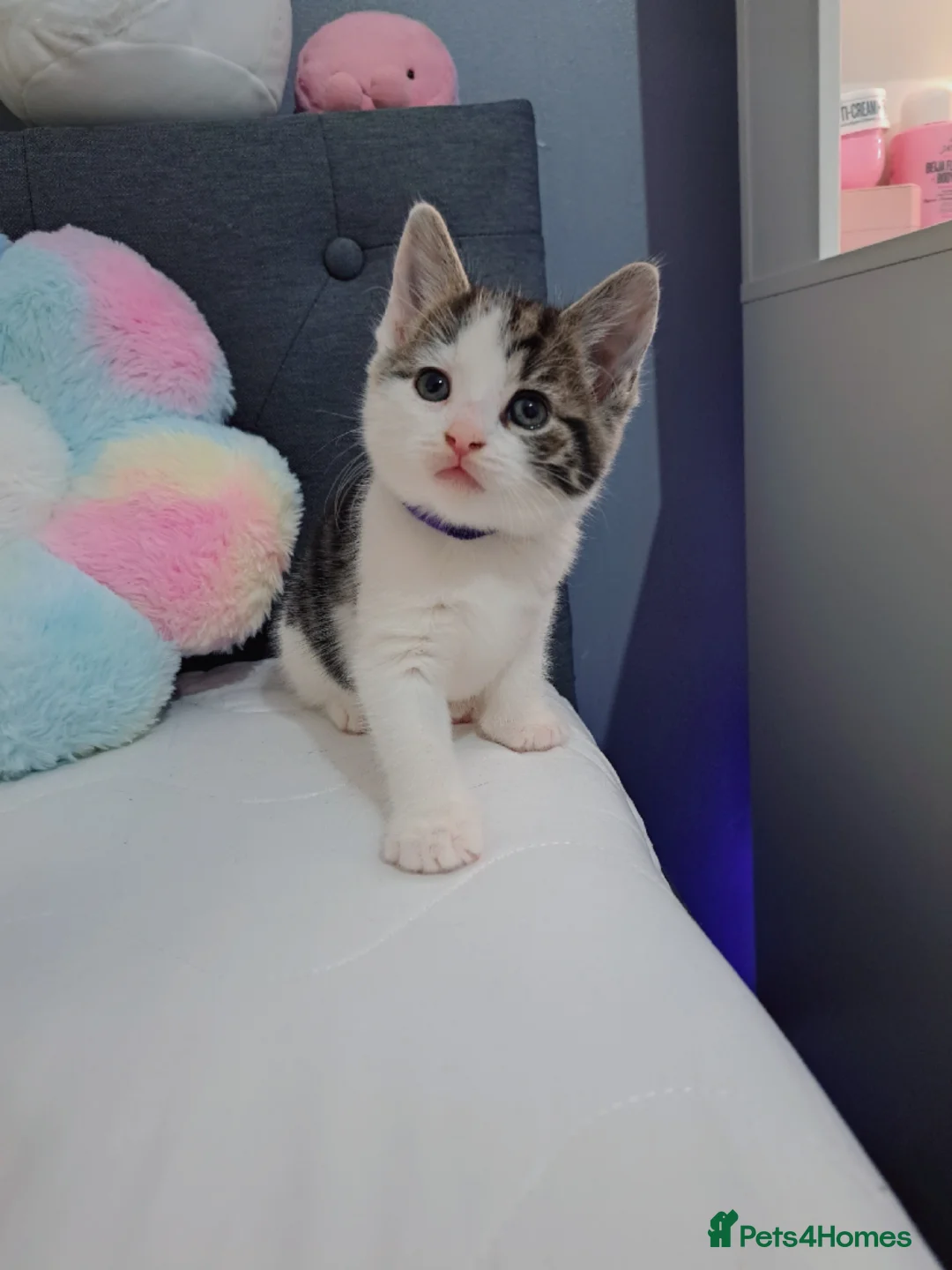 Mixed Breed cats for sale: Kittens  - Advert 5