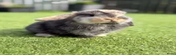 Mini Lop rabbits for sale: MINI LOP BABIES  in Airdrie - Advert 5